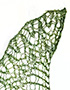 lindgrüne Stola/Tuch aus weicher Wolle